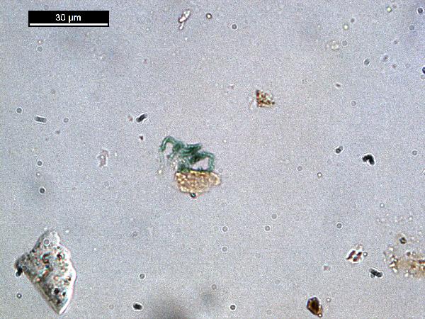 cyanobacteria_pp_01-600.jpg