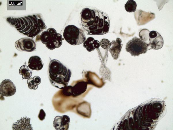 Foraminifera_1_GR-600.jpg