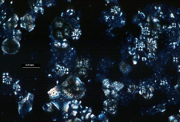 Foraminifera_1xp3-600.jpg