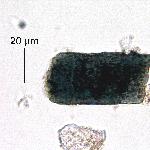 Amphibole