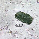 Amphibole