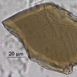 Amphibole