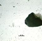 Biotite