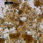 Iron (Hydr)oxides, Non-opaque (Hematite/Limonite)