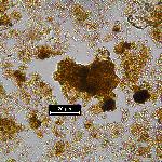 Iron (Hydr)oxides, Non-opaque (Hematite/Limonite)