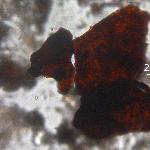 Iron (Hydr)oxides, Non-opaque (Hematite/Limonite)