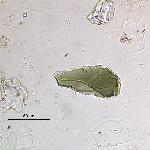 Olivine