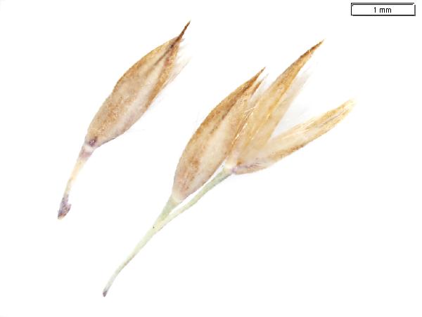 Calamagrostis_canadensis_floret_2719_jm_edit-600.jpg