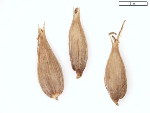 Carex_lacustris_perigynia_636_jm_edit-600.jpg