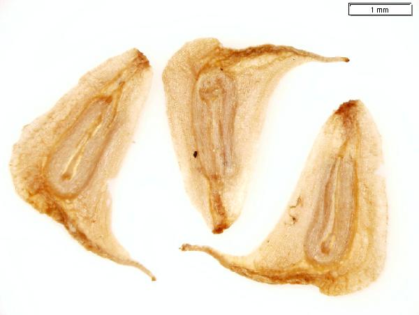 Sagittaria_latifolia_seed_potosi_1969_jm_edit_2-600.jpg