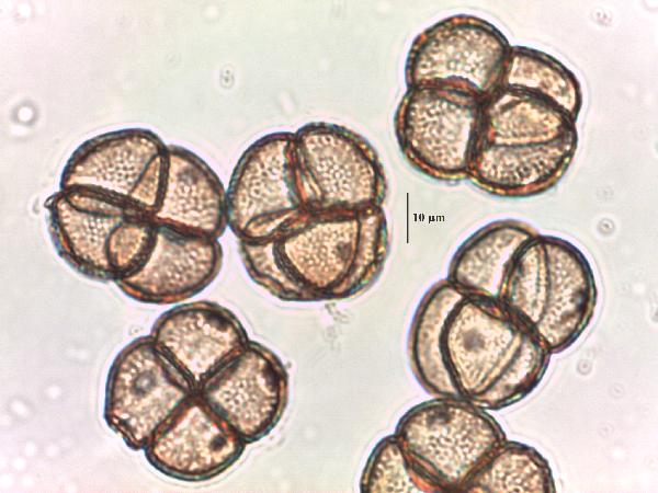 Typha_latifolia-600.jpg